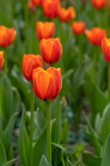 Field of beautiful red tulips flowers blooming in spring garden, outdoors.