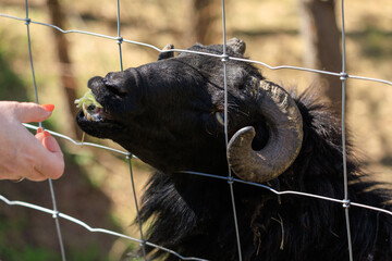 Rams, sheep and goats at the zoo on a summer day