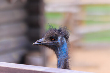Exotic ostrich emu bird on a summer day