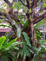 arbre 0037