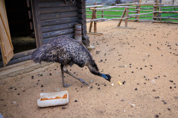 Exotic ostrich emu bird on a summer day