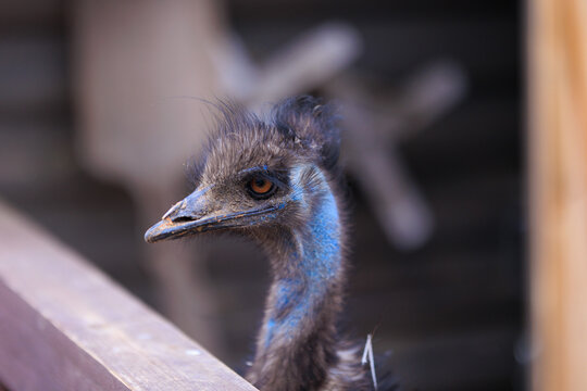Exotic ostrich emu bird on a summer day