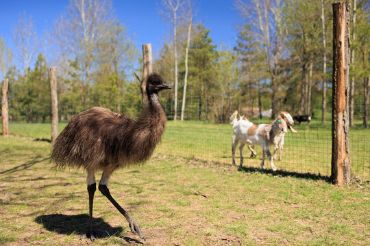Exotic ostrich emu bird on a summer day