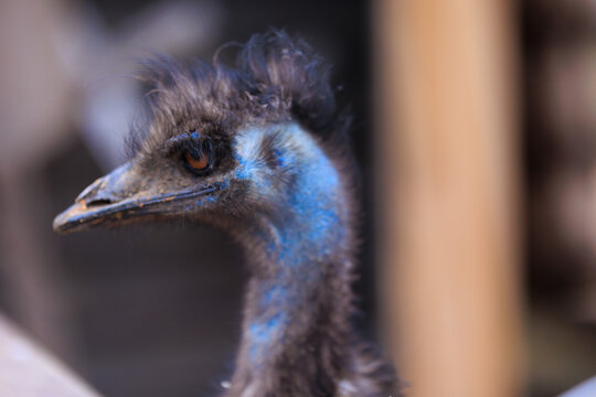 Exotic ostrich emu bird on a summer day
