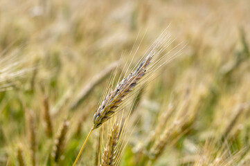Fototapeta premium Hordeum vulgare barley tall stem and seeds in golden yellow color before harvesting on the field, ripening agricultural cereal