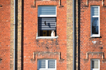 Stara elewacja z czerwonej cegły, dwie rynny,  pies w oknie, i czapka rzucająca cień