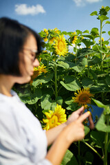 Woman farmer, agronomist checking quality harvest, hold tablet on field Organic sunflowers