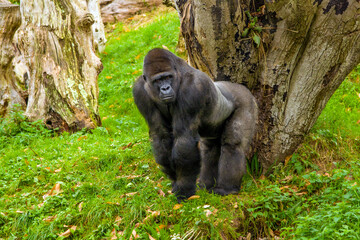 Silverback gorilla. Jersey, UK