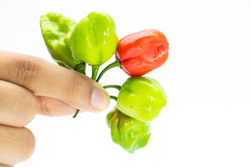 chili pepper or the Naga Morich or naga chili in hand isolate on whiten