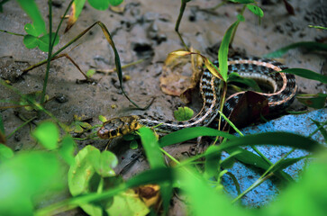 Selective focus on the water snake moving forward to its hole. Nonvenomous buff striped keelback crawling on the ground