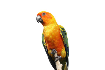 parrot on a white background