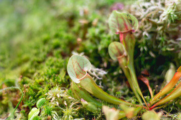 Sarracenia oreophila, also known as green pitcherplant. Close up photo of carnivorous plant.