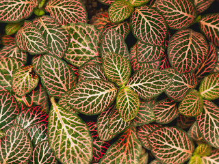 Naklejka na ściany i meble Full frame of Fittonia or nerve plant. natural background of plant with colorful leaves.