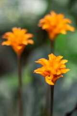 Goeppertia crocata or Calathea crocata, the saffron-coloured calathea. Beautiful orange flower with green leaves.