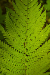 Cover page with magical green fern leaf in the wild forest, closeup, details.