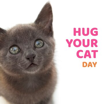 Composite of hug your cat day text with portrait of gray cat against white background, copy space