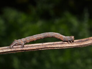 The scalloped oak geometer moth Crocallis elinguaria  larva camouflage
