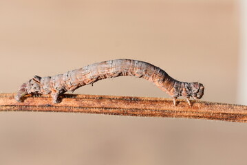 The scalloped oak geometer moth Crocallis elinguaria  larva camouflage