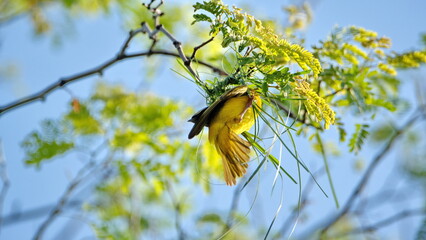 Male Southern masked weaver (Ploceus velatus) building a nest in a tree, in the spring, in a backyard in Pretoria, South Africa