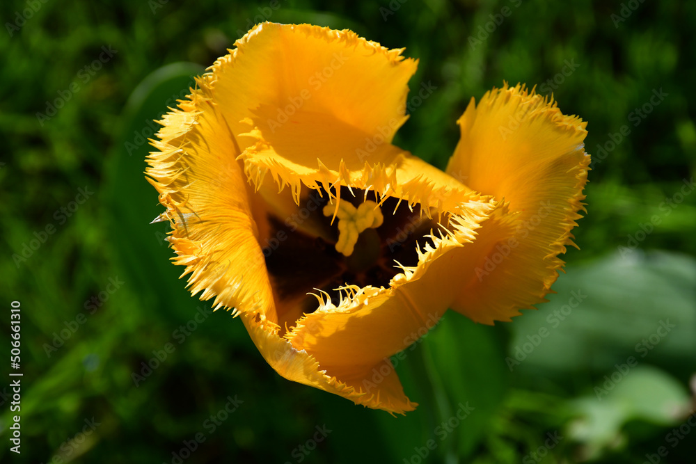 Wall mural top view on yellow tulip with needle-like edges of petals on a blurry green background. natural text