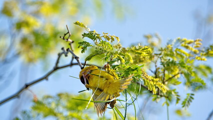 Male Southern masked weaver (Ploceus velatus) building a nest in a tree, in the spring, in a backyard in Pretoria, South Africa
