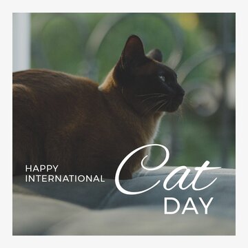 Digital composite of cat sitting on bed at home and happy international cat day text, copy space