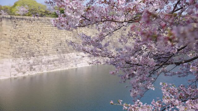 Gently Moving Cherry Blossom Tree Branches With Osaka Castle Moat Wall In Background