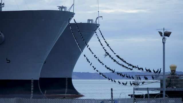 Cormorant Birds Sitting On The Bow Line Mooring Of Military Ship In Tacoma, Washington. - wide