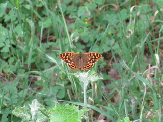 butterfly on the grass