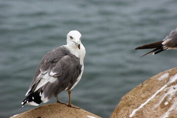 A seagull is sitting on the beach breakwater