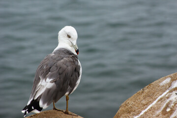 A seagull is sitting on the beach breakwater