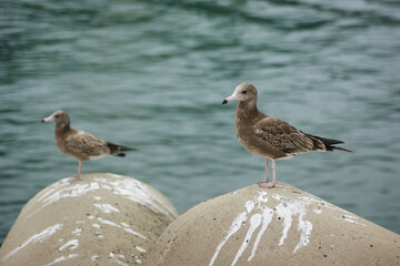 A seagull is sitting on the beach breakwater