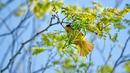 Male Southern masked weaver (Ploceus velatus) building a nest in a tree, in the spring, in a backyard in Pretoria, South Africa