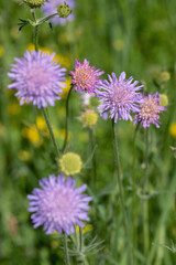 Blooming field scabious (Knautia arvensis) on a flower meadow.
