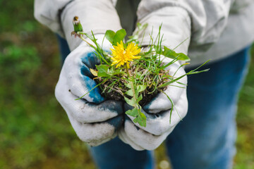 Woman in gloves holding a young plant. Yellow dandelion bush with soil symbol of nature protection, care