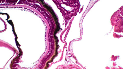 Retina. Light microscopy of the frog (Pelophylax ridibundus) retina. Hematoxlyn and eosin stain.