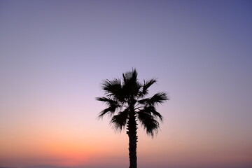 海岸と夕日と椰子の木