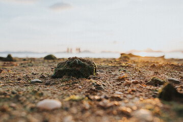 Little crab on the beach, El Nido Sunset