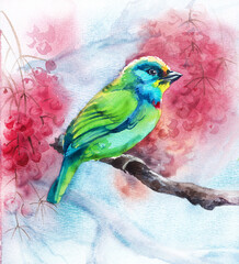 Watercolor bird Amadina on  tree branch.Green amadine on blue background of nature and berries.