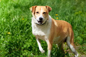 Sterilized stray dog without paws on a background of green grass. - obrazy, fototapety, plakaty
