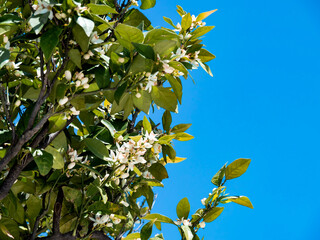 Flowering tangerine tree. White flowers on the branches of a tree among green foliage against a blue sky. Horizontally. Place for text. Copy space.