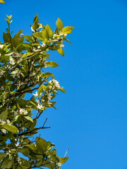 Blooming tangerine tree. A large number of white flowers on the branches of a tree among green foliage against a blue sky. Bright sun. Beautiful nature. Vertically. Copy space.