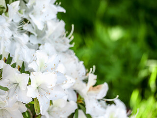 Close-up of blooming white flowers. Blooming white hybrid rhododendron. Beautiful flower bloom. Against the background of green grass. Horizontally. Copy space. Place for text.