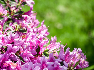 Close-up of blooming pink flowers in the park. Blooming pink hybrid rhododendron. Beautiful flower bloom. Against the background of green grass. Horizontally. Copy space. Place for text.