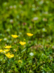 Close-up of flowering meadow yellows in a field in a meadow. Against the background of green grass. Beautiful wallpaper. Copy space. Design. Place for the test.