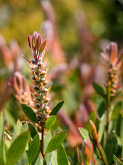 Close-up of a flowering green bush with unusual flowers. Blooming blueberry willow (salix myrtilloides). Long oblong flowers with small red leaves at the top (like reeds). vertically.