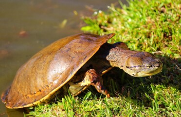 Photograph of a beautiful turtle on the shores of the lake.
