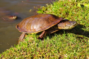 Obraz premium Photograph of a beautiful turtle on the shores of the lake.