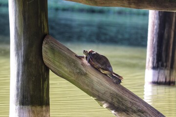 Photograph of a beautiful turtle on the shores of the lake.