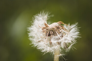 Löwenzahn / Pusteblume